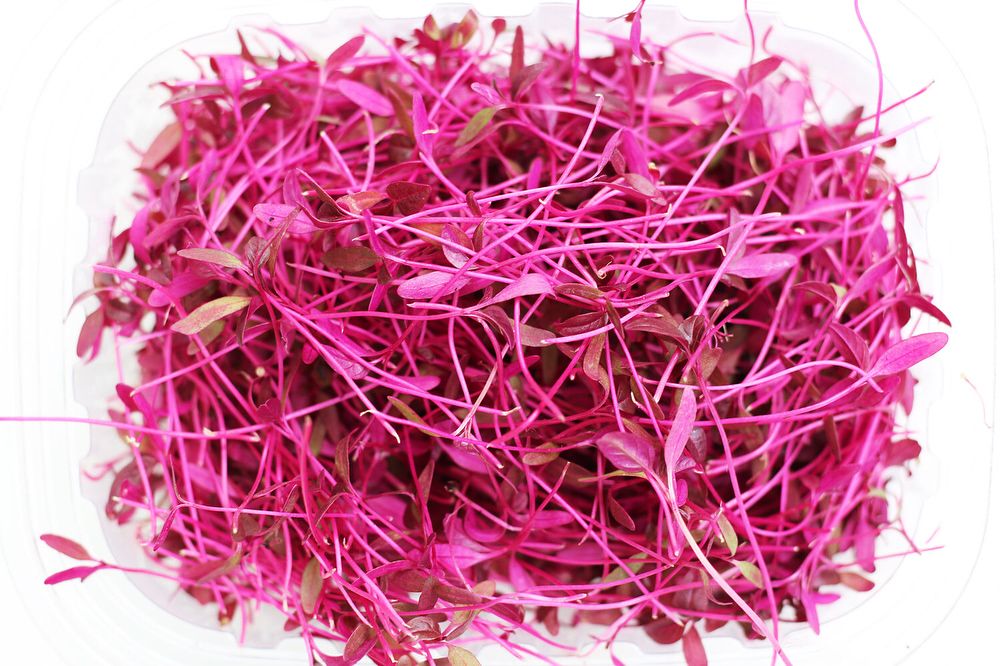 Amaranth Microgreens