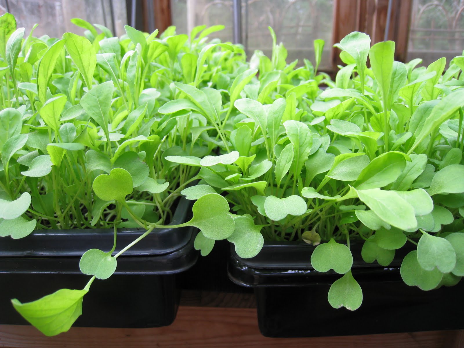 Arugula Microgreens