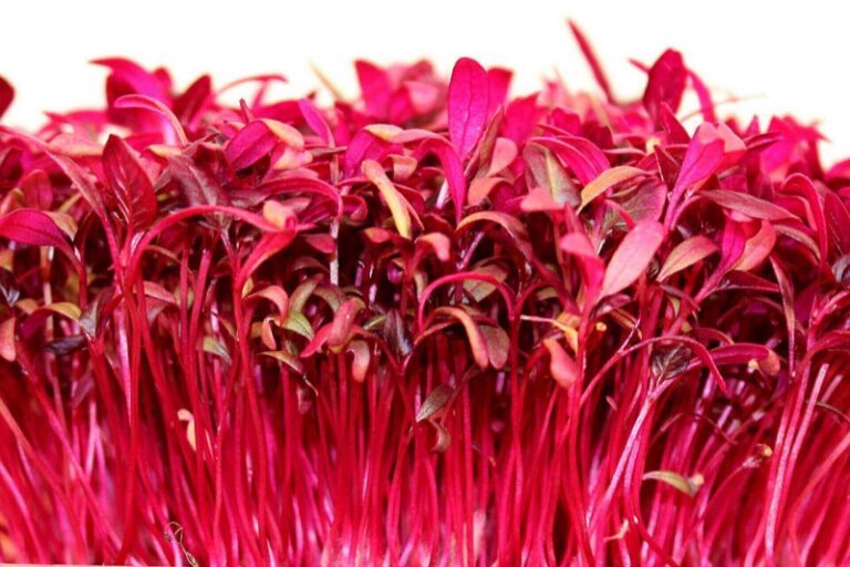 How to Add Microgreens to Every Meal