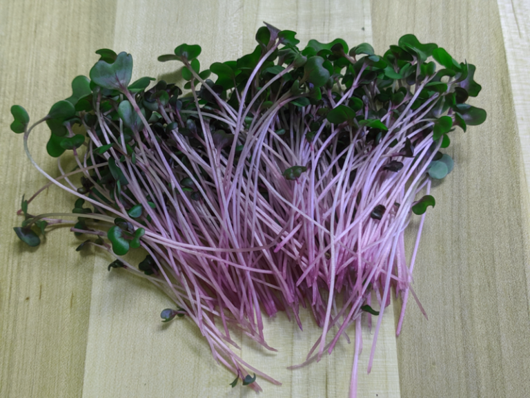 San Jose microgreens: Seasonal Guide — What’s Fresh