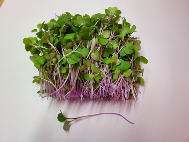 The Science of Same-Day Harvest Nutrition