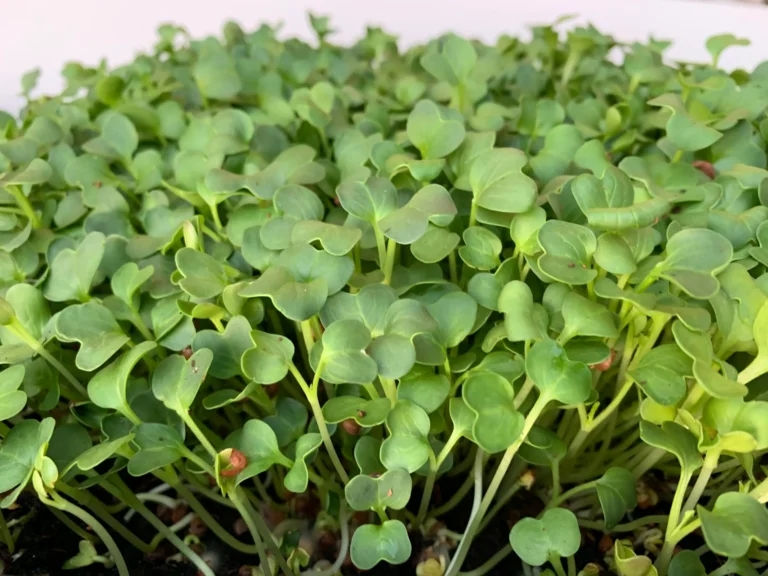 Santa Clara Microgreens: Power Up Your Home Office Snacks with Same‑Day Delivered Microgreens in Santa Clara