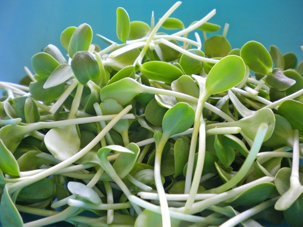 Immune Boosting Microgreens for Seniors – Same‑Day Soft‑Texture Meals