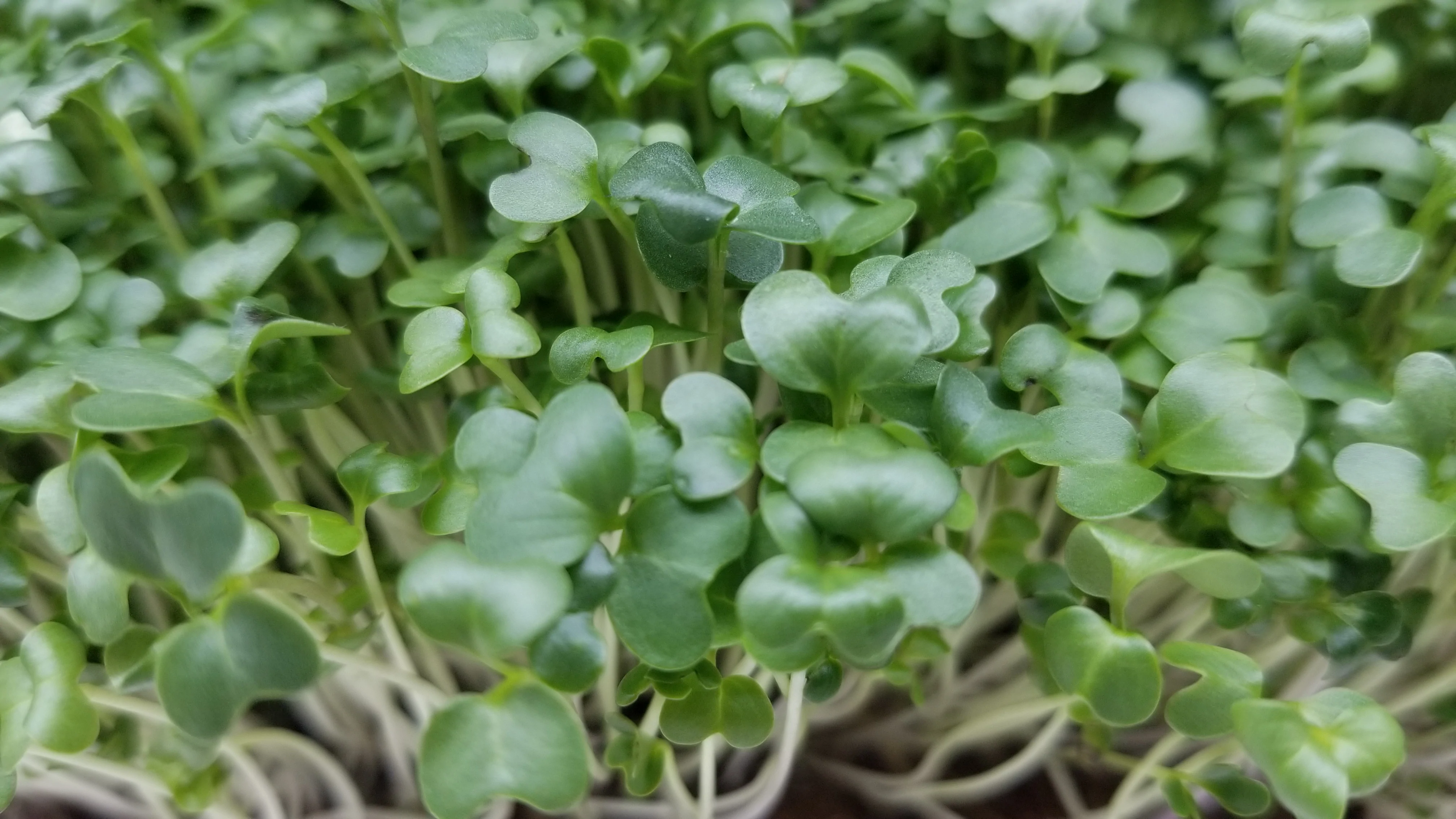 Broccoli Microgreens