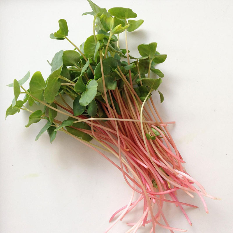 Buckwheat Microgreens