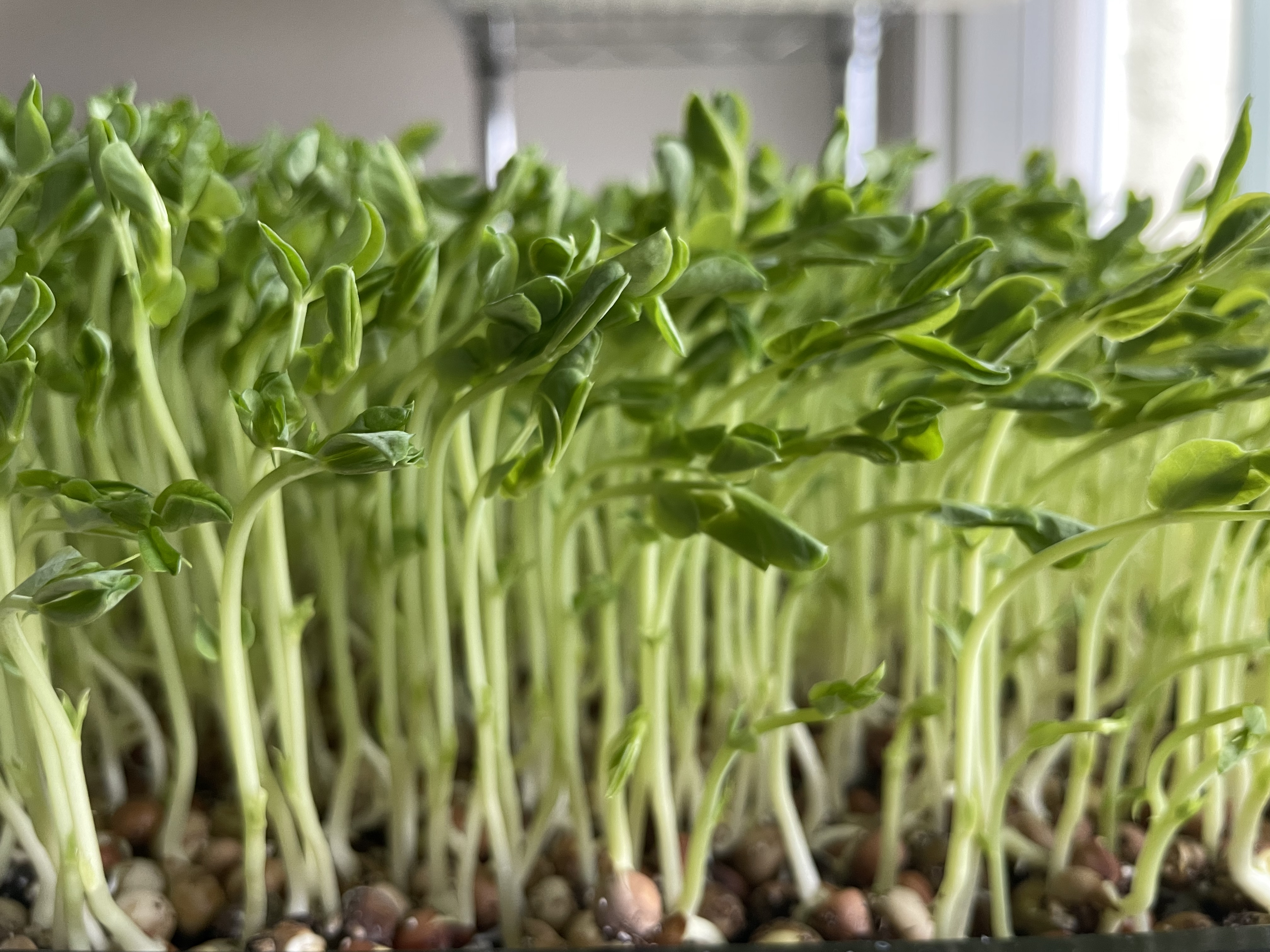 Pea Shoot Microgreens