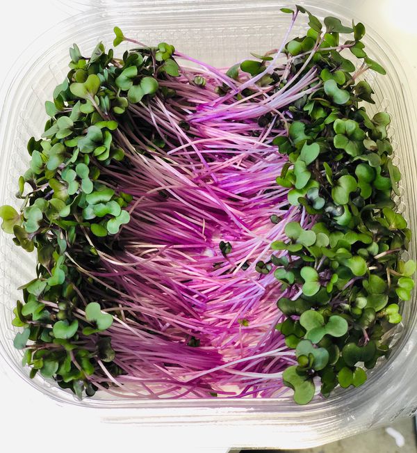 Red Cabbage Microgreens